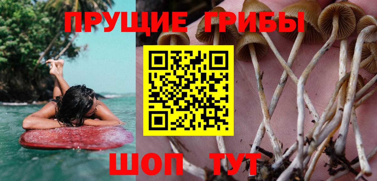 Ангарск  Галлюциногенные грибы Psilocybe  Вход с VPN 
